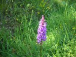 Orchidea dactyloriza incarnata